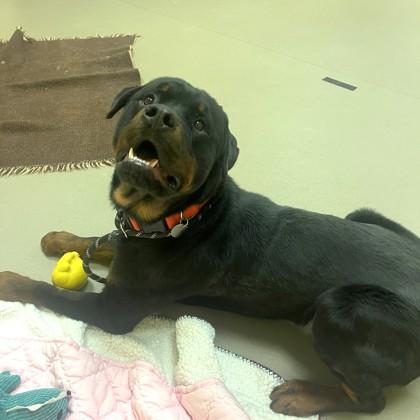 Hercules, Adoptable, Adult Male Rottweiler & Mixed Breed.