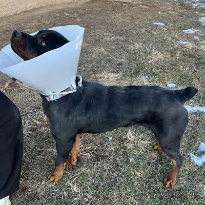 Hercules, a Adoptable mixed breed in Quakertown, PA image 2/3