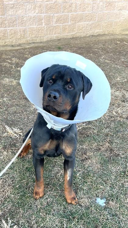 Hercules thumbnail 2