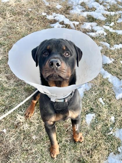 Hercules, a Adoptable mixed breed in Quakertown, PA image 3/3