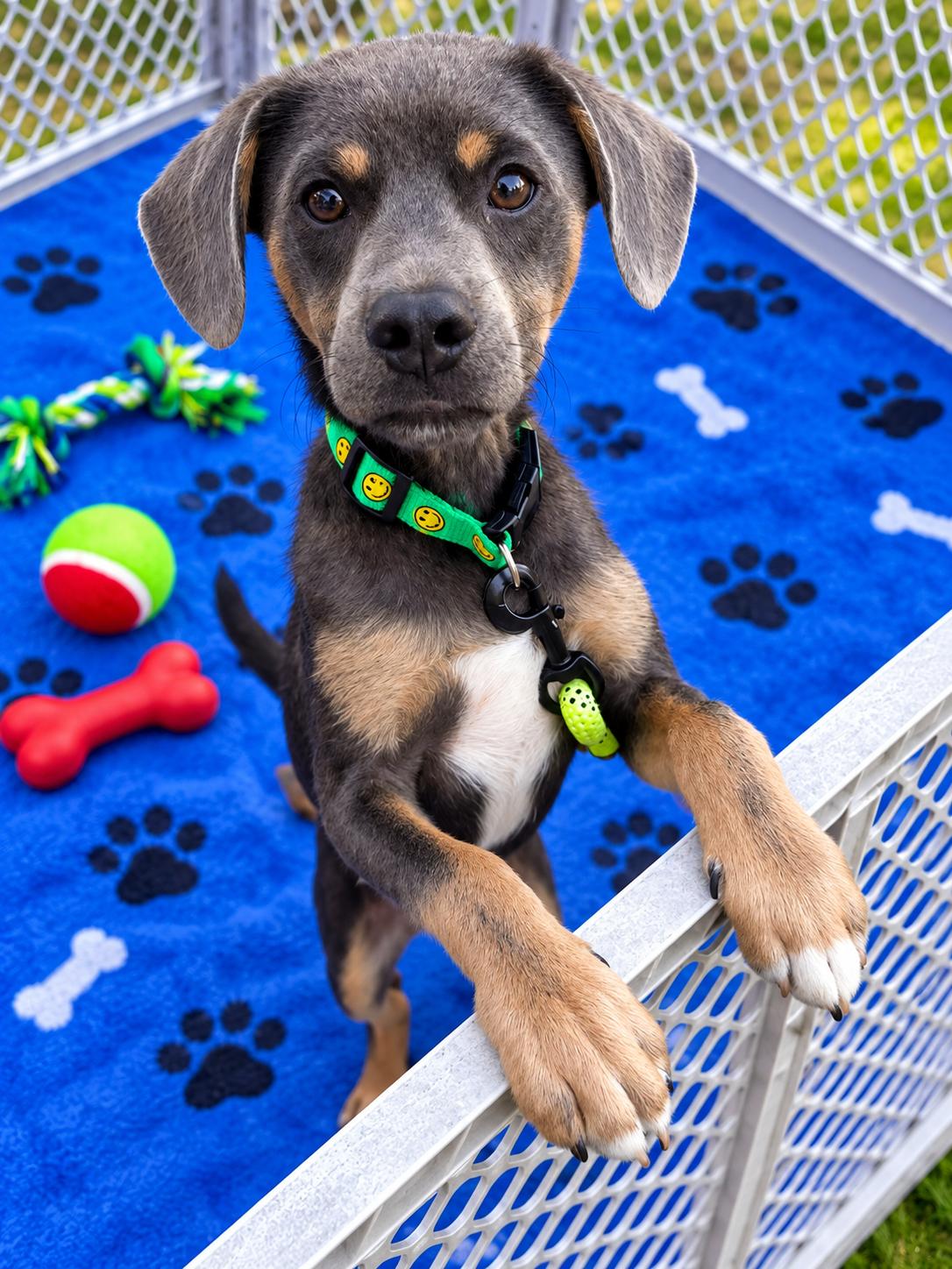 Enlarge Ferris, a Adopted mixed breed in Rocky Mount, NC image 1/3