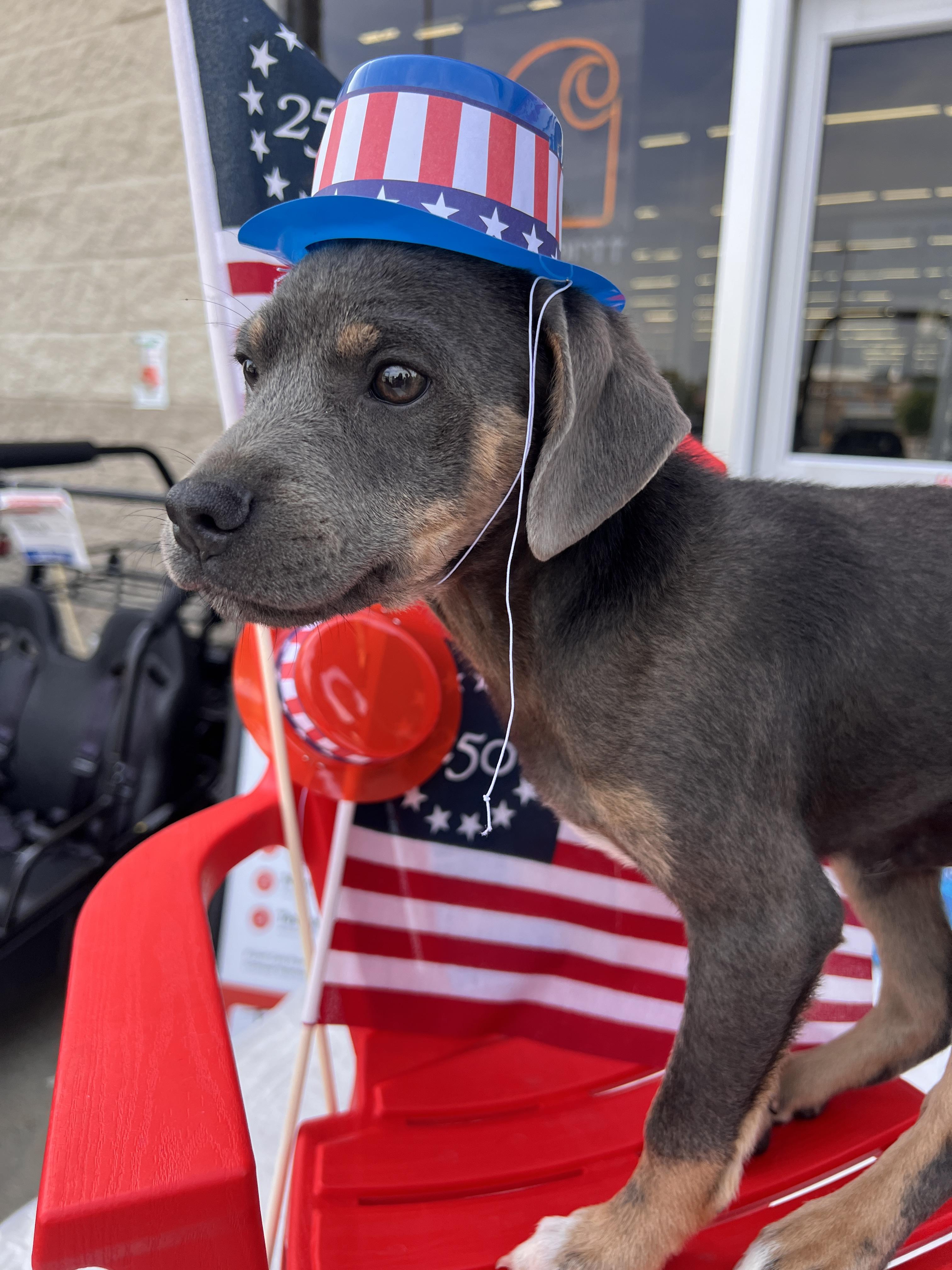 Ferris, a Adoptable mixed breed in Rocky Mount, NC image 3/4