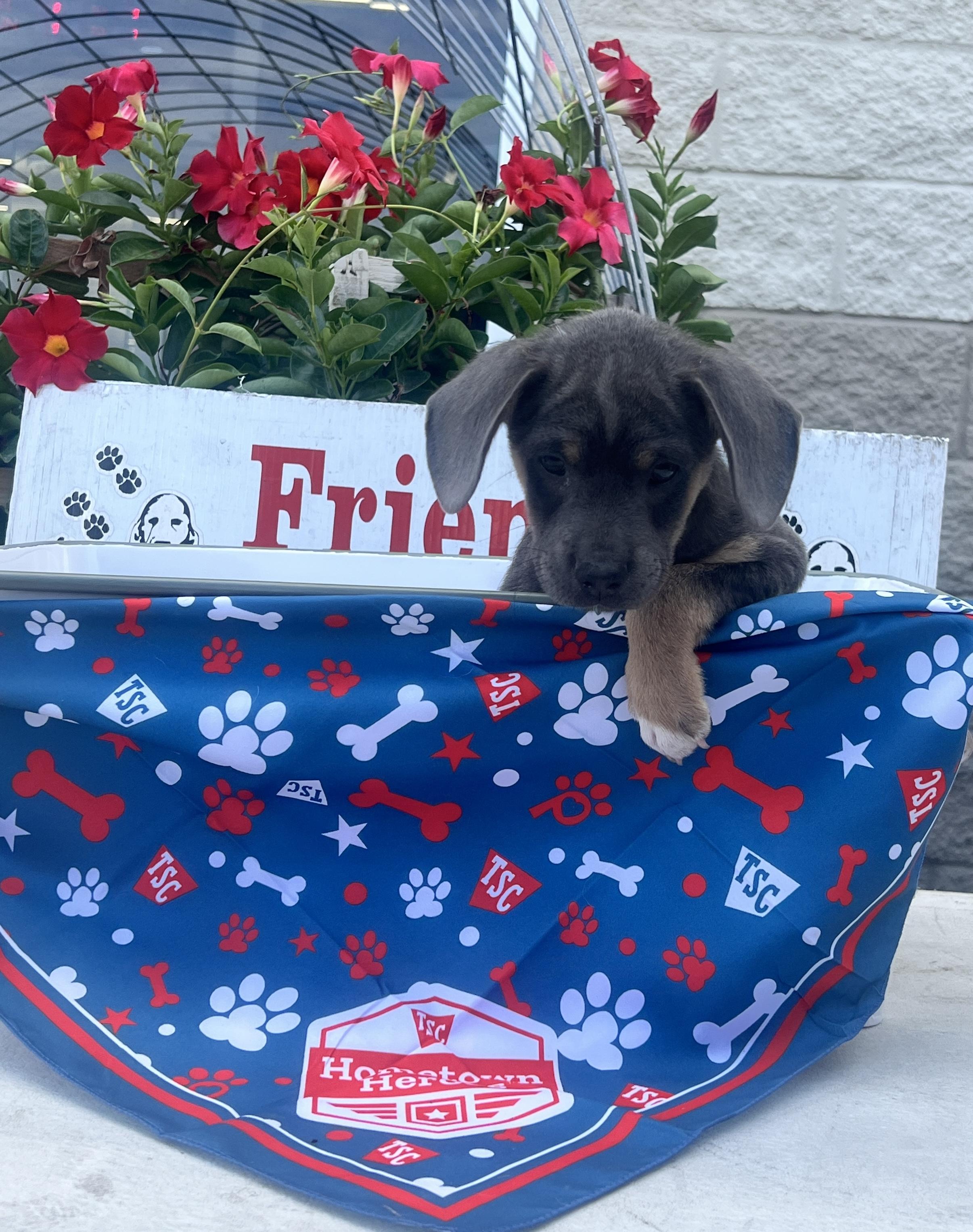 Ferris, Adoptable, Puppy Male Chihuahua & Terrier.