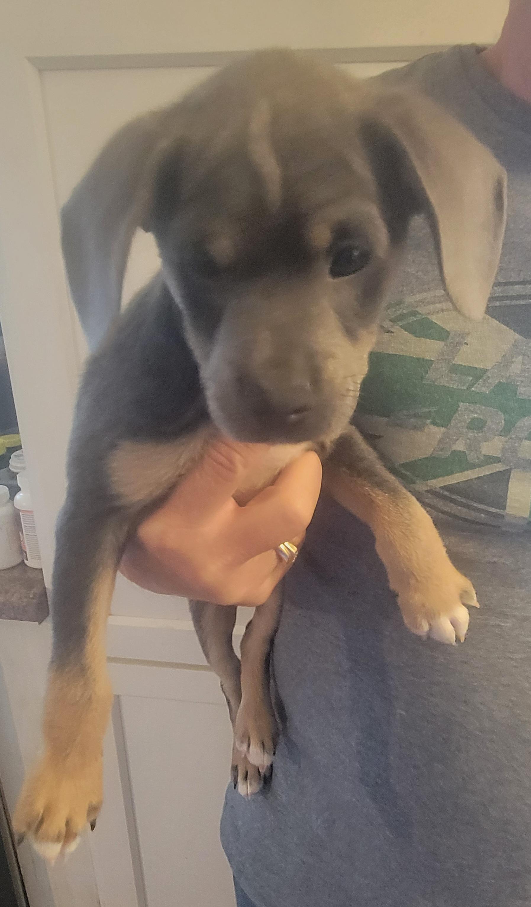 Enlarge Ferris, a Adoptable mixed breed in Rocky Mount, NC image 3/3