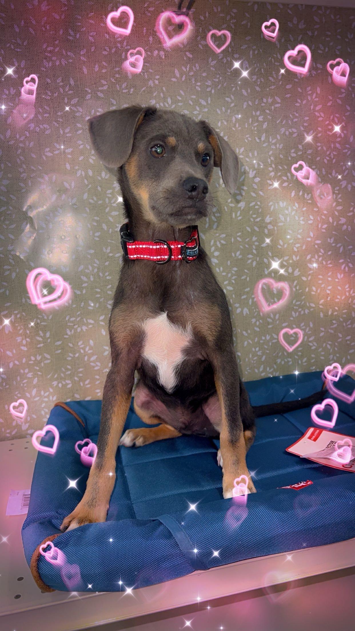 Ferris, a Adoptable mixed breed in Rocky Mount, NC image 2/4