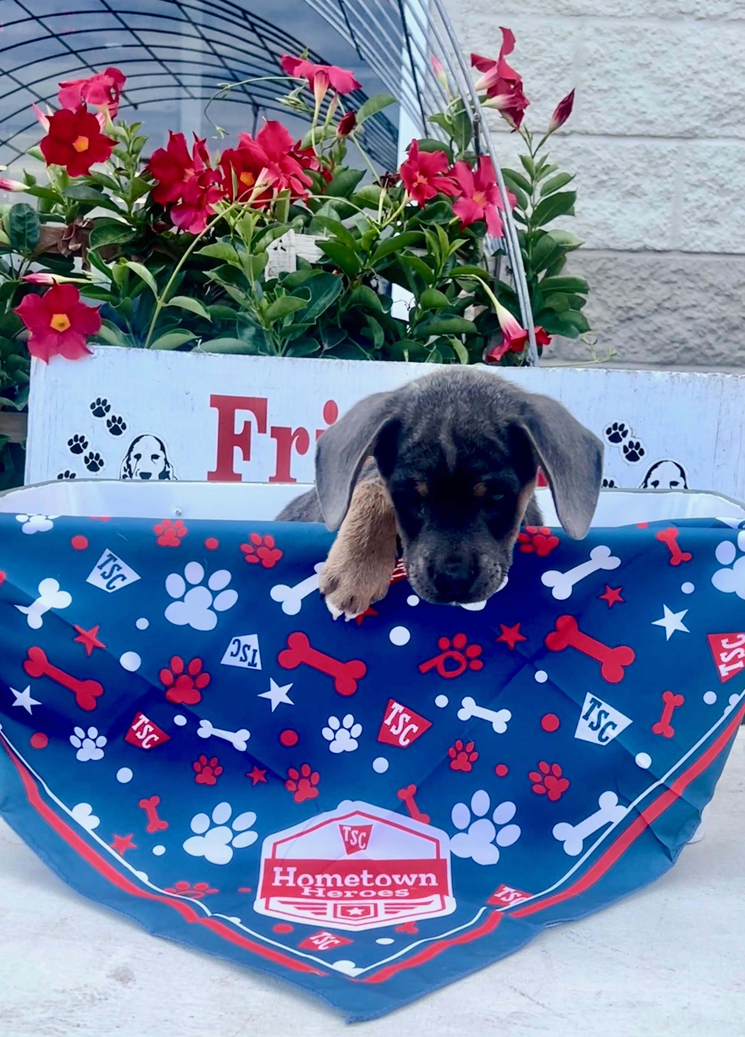 Enlarge Ferris, a Adoptable mixed breed in Rocky Mount, NC image 2/3