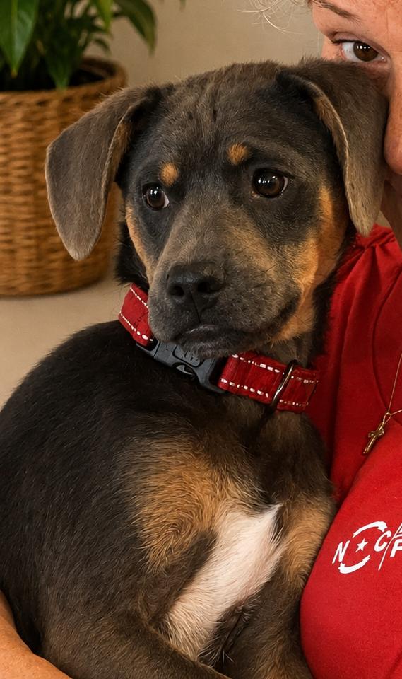 Ferris, a Adoptable mixed breed in Rocky Mount, NC image 1/4