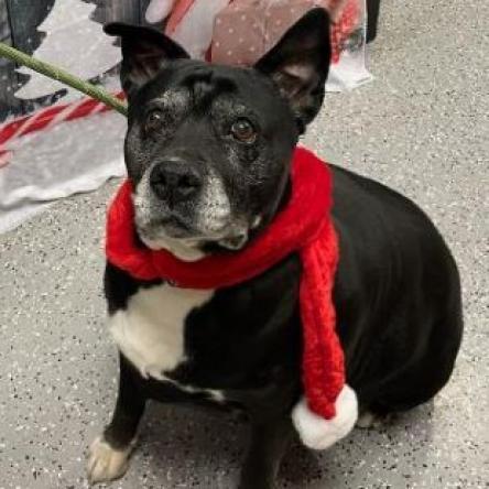 Precious, a Adoptable Pit Bull Terrier in Pahrump, NV image 1/3