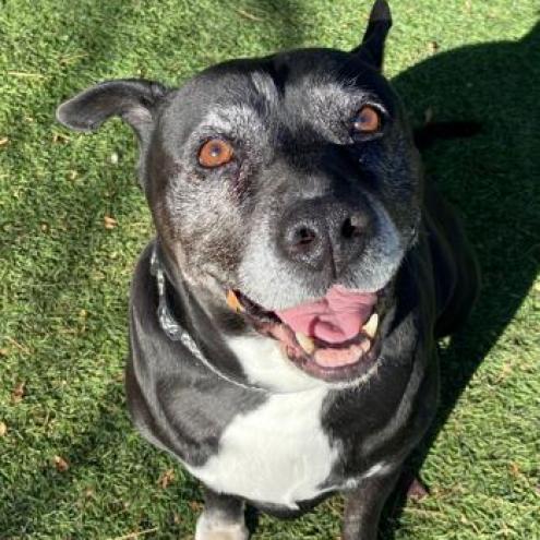 Precious, a Adoptable Pit Bull Terrier in Pahrump, NV image 2/3