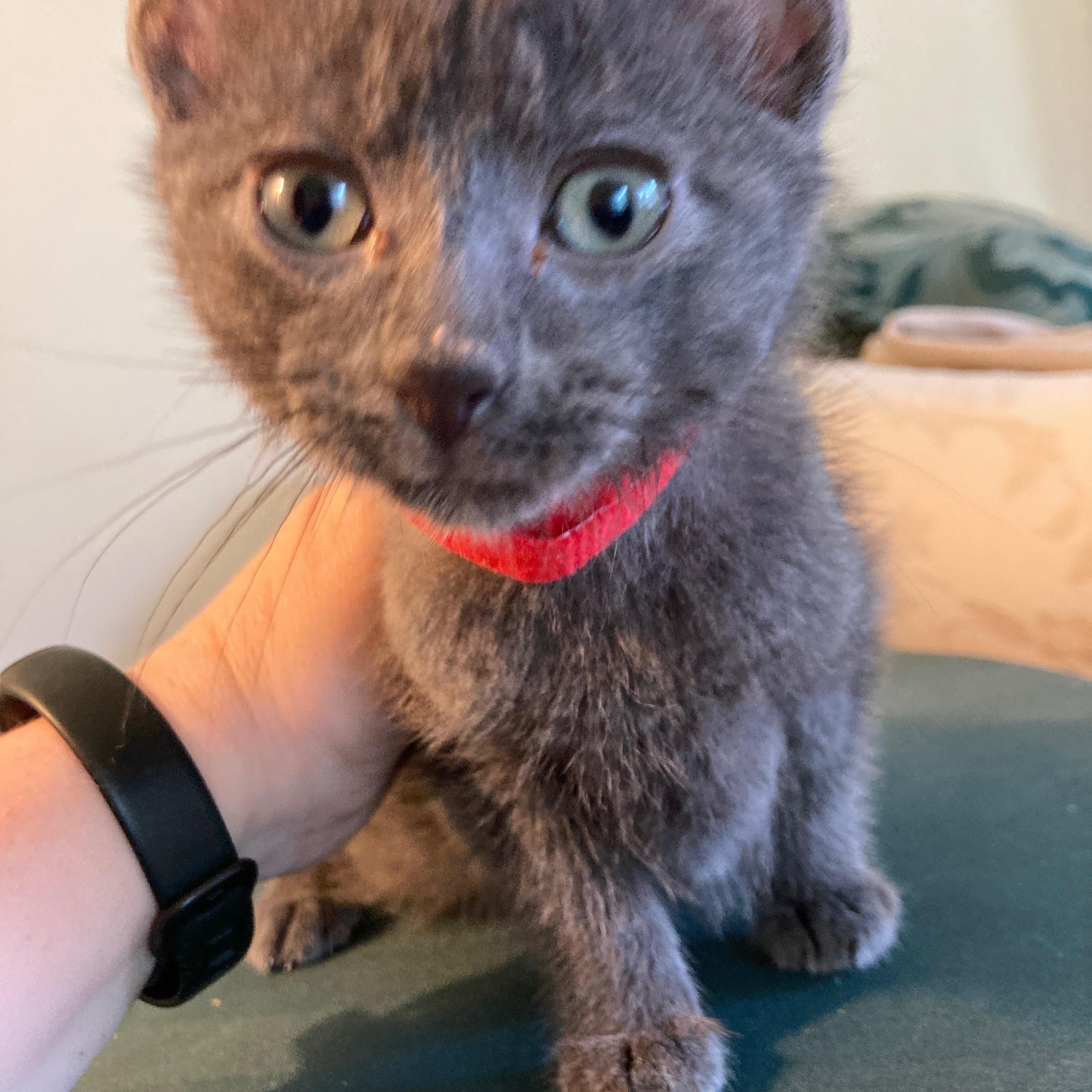 Holmes, Young Male Russian Blue