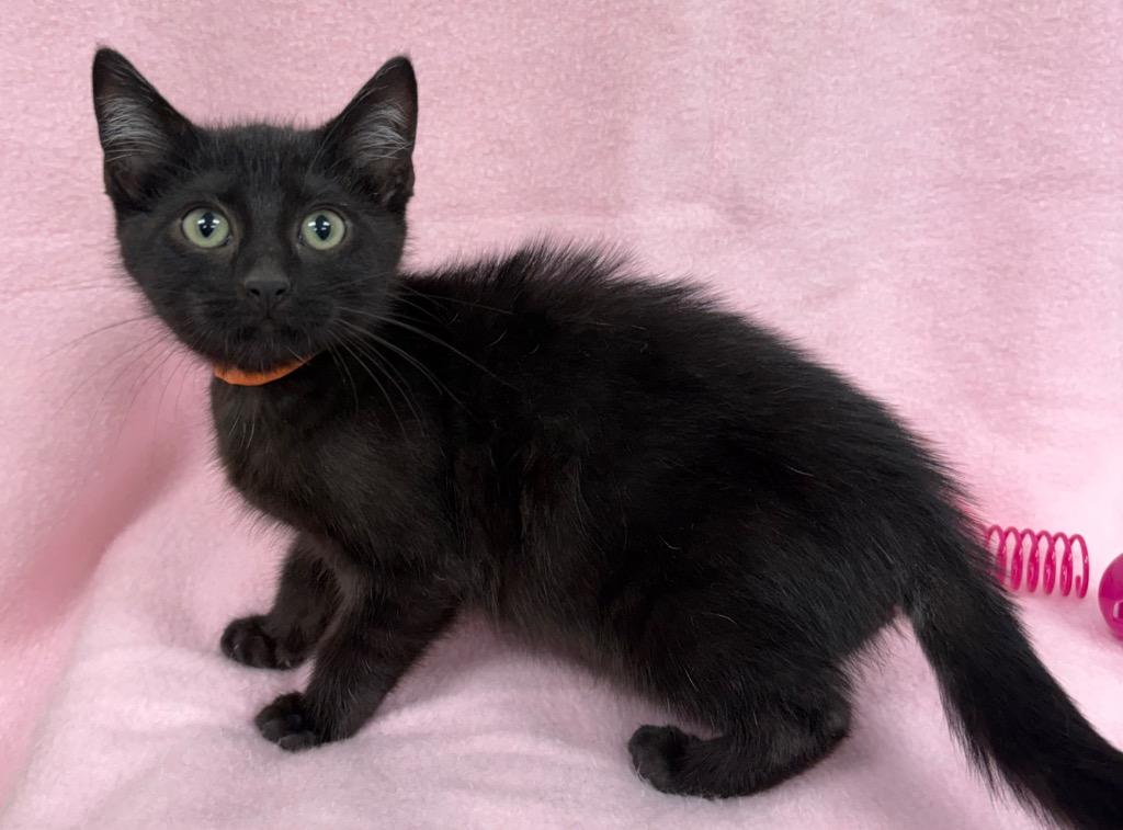 DC - Harley / AC 27865 B, Adoptable, Kitten Female Domestic Short Hair.