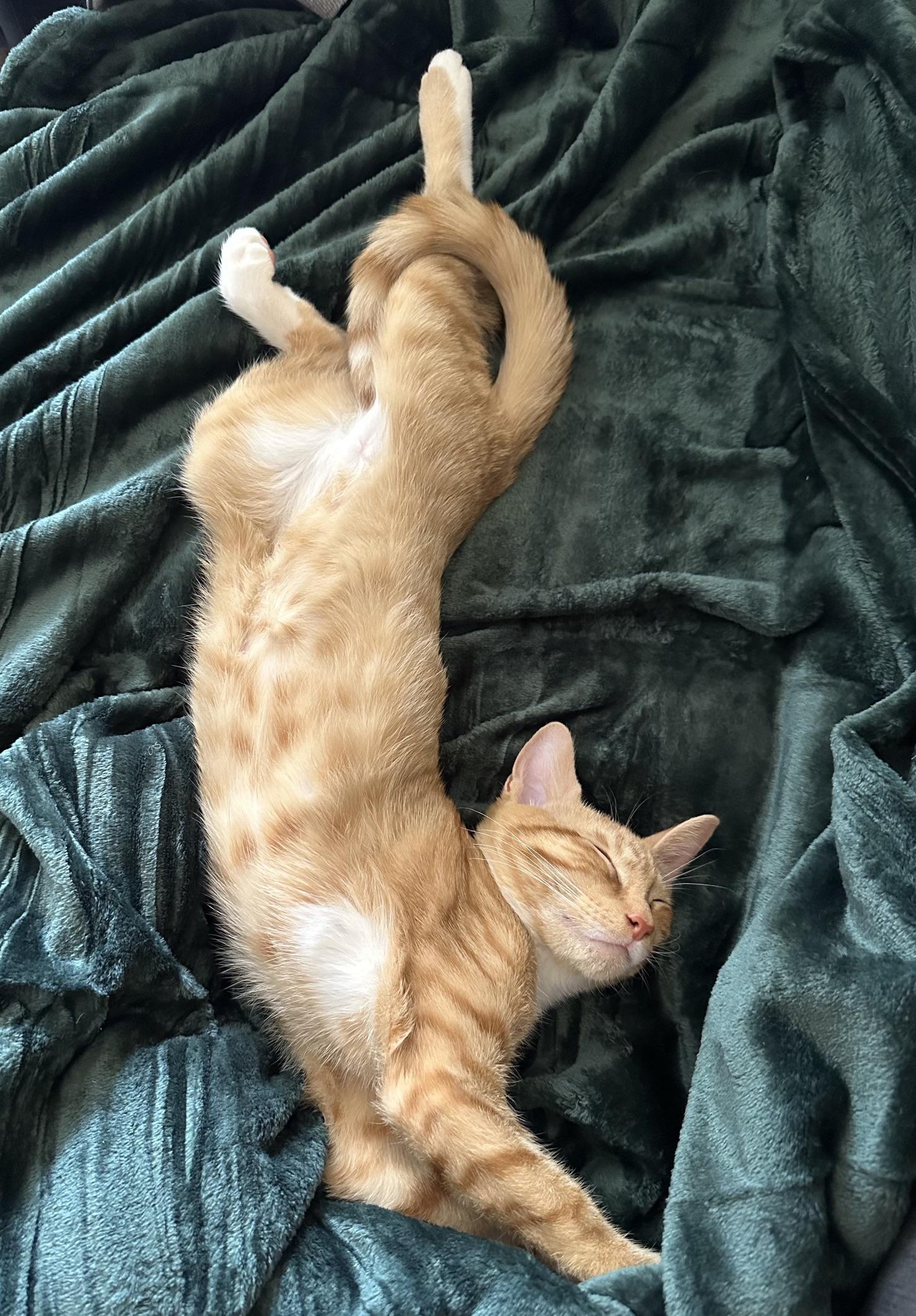 Berlioz: cuddly, playful, sweet, an adopted Domestic Short Hair in Guilford, CT image 1/5