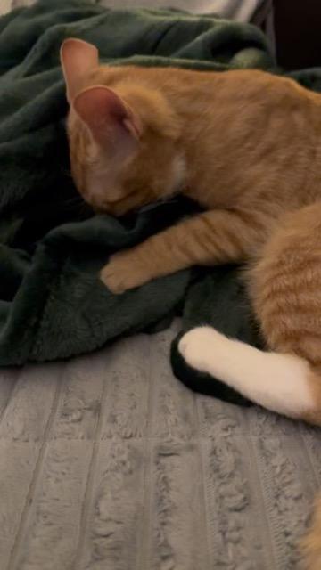 Berlioz: cuddly, playful, sweet, an adopted Domestic Short Hair in Guilford, CT image 2/5