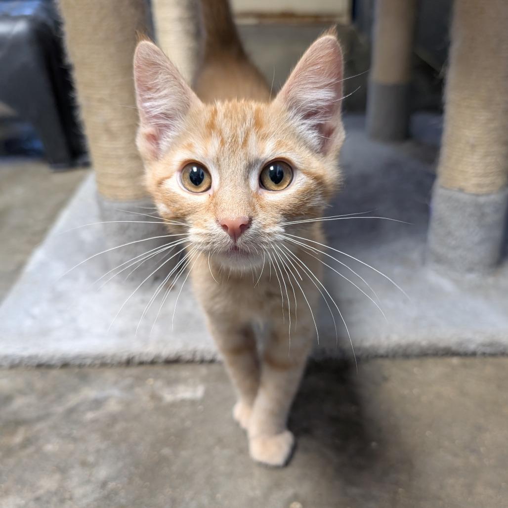 Salmon, Adoptable, Kitten Male American Shorthair.