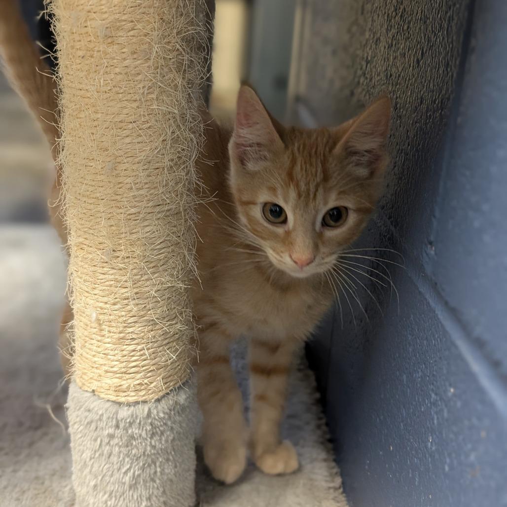 Enlarge Salmon, a Adoptable American Shorthair in Independence, KS image 4/4