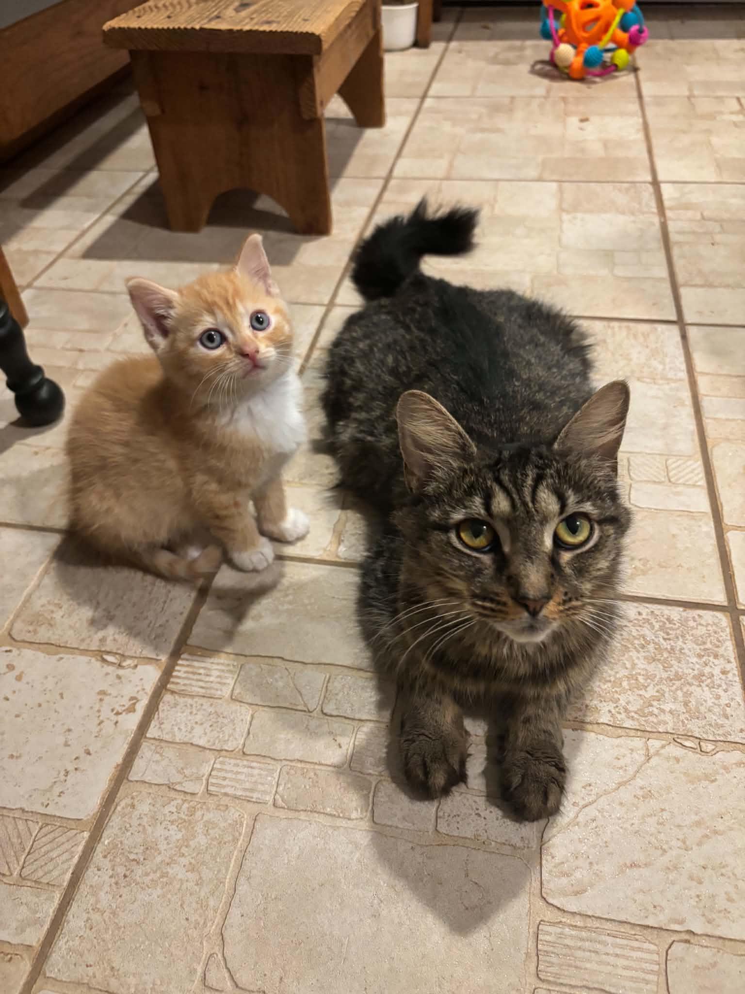 Katina & Baby girl, Adoptable, Kitten Female Domestic Short Hair.