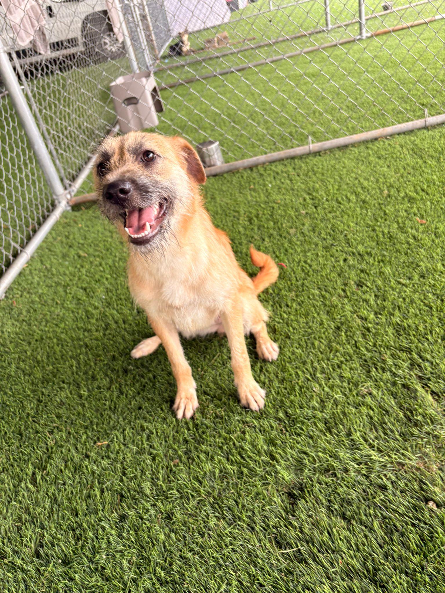Enlarge Wendy Darling, a ADOPTABLE Mixed Breed in Morristown, NJ image 3/5