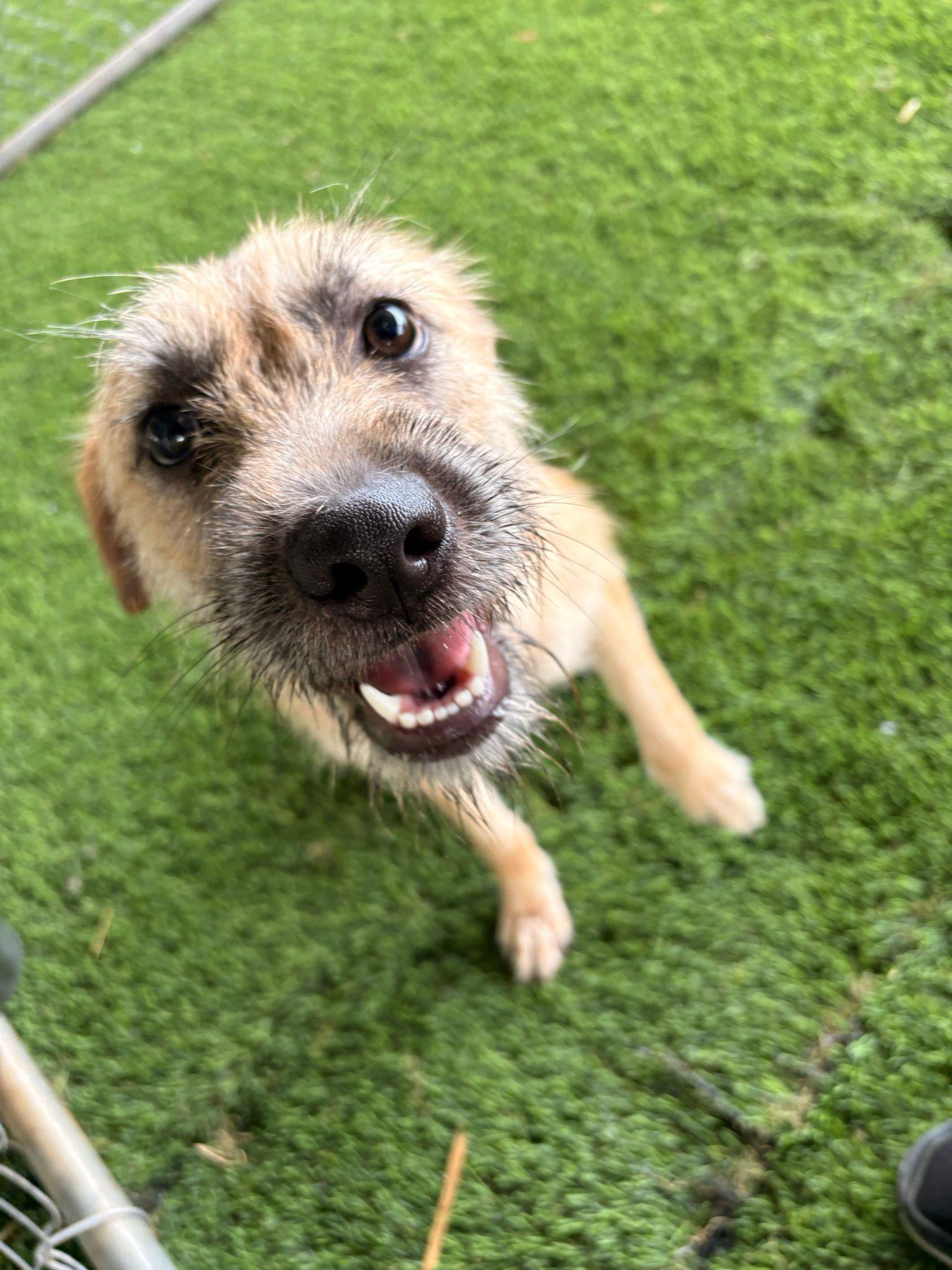 Enlarge Wendy Darling, a ADOPTABLE Mixed Breed in Morristown, NJ image 2/5
