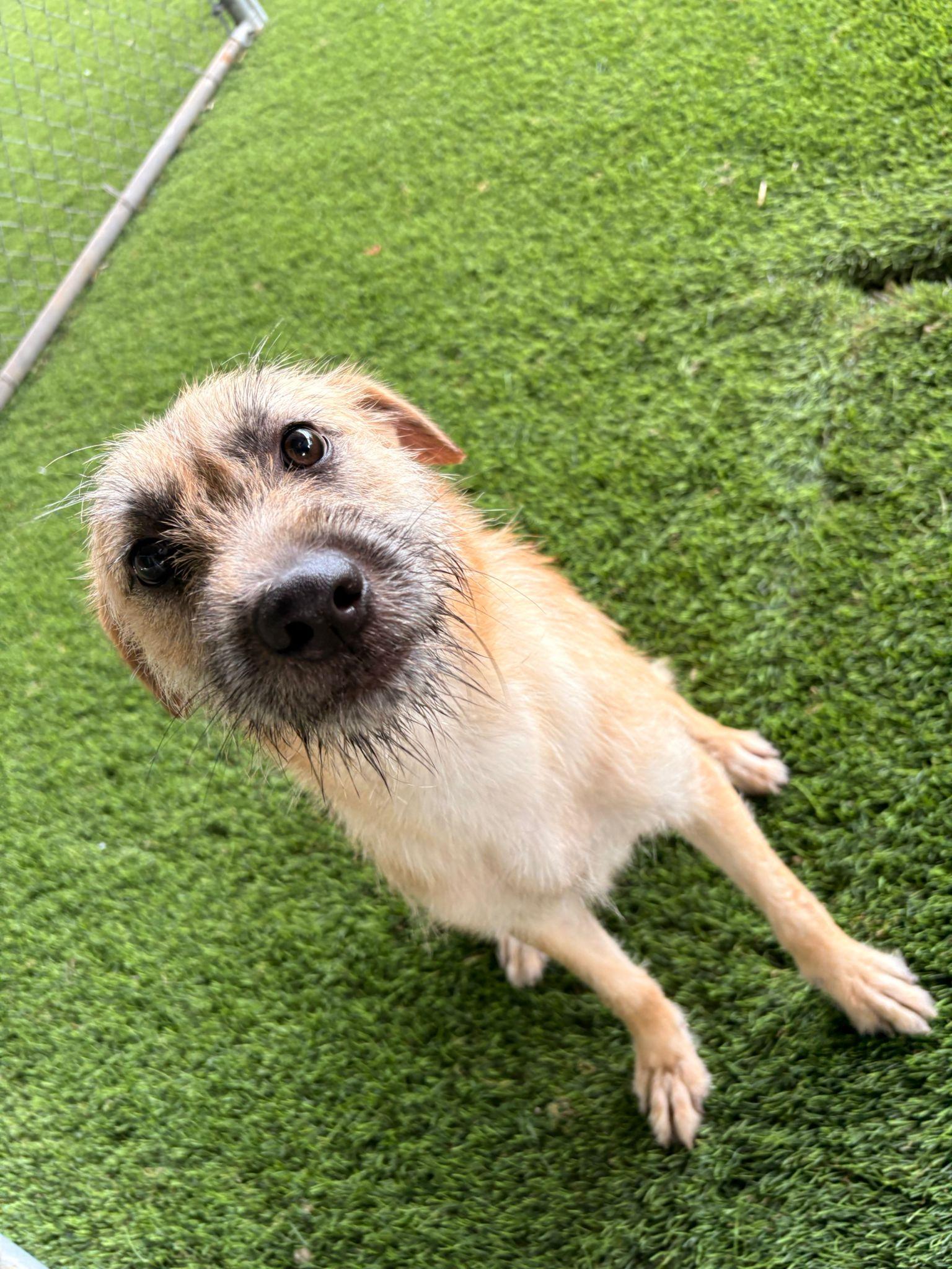 Enlarge Wendy Darling, a ADOPTABLE Mixed Breed in Morristown, NJ image 1/5