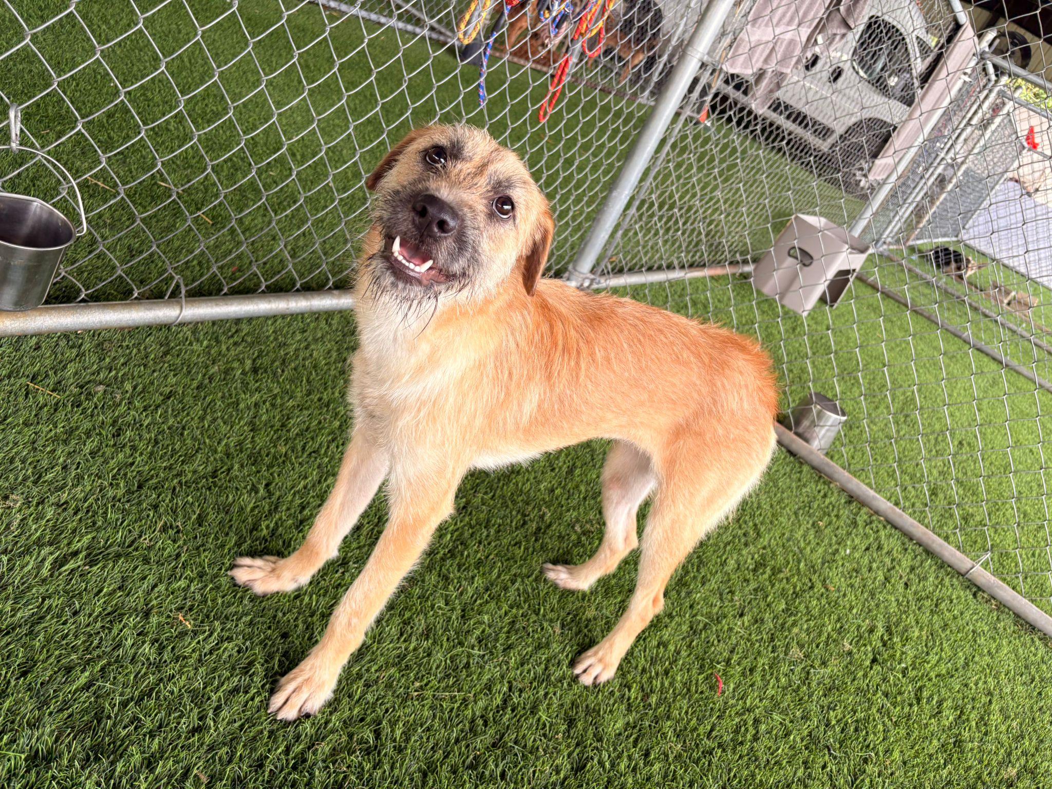 Enlarge Wendy Darling, a ADOPTABLE Mixed Breed in Morristown, NJ image 5/5