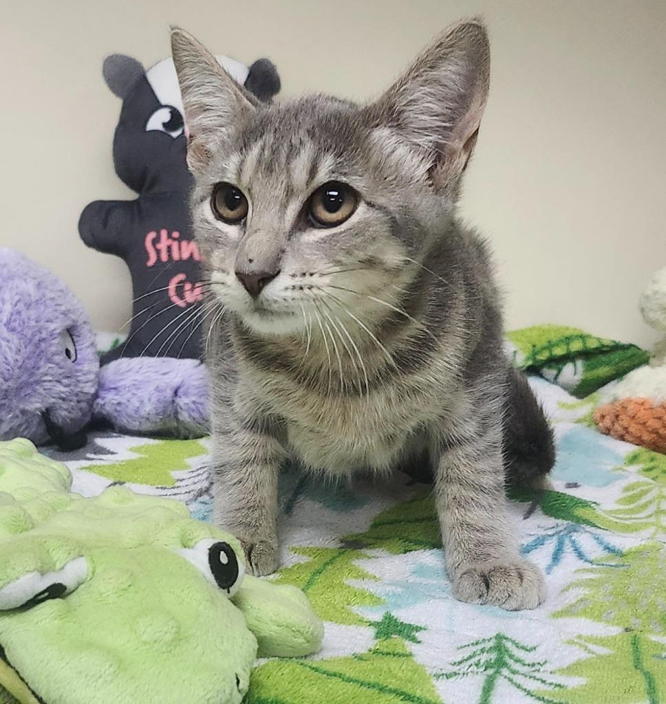 Kitty Katswell, Adoptable, Kitten Female Domestic Short Hair.