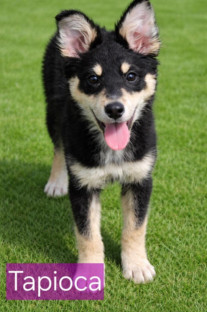 Enlarge Tapioca, a Adoptable mixed breed in Fort Stockton, TX image 1/2