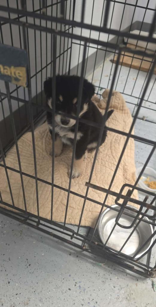 Enlarge Tapioca, a Adoptable mixed breed in Fort Stockton, TX image 2/2