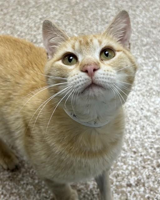 RUCKUS, Adoptable, Young Male Domestic Short Hair.