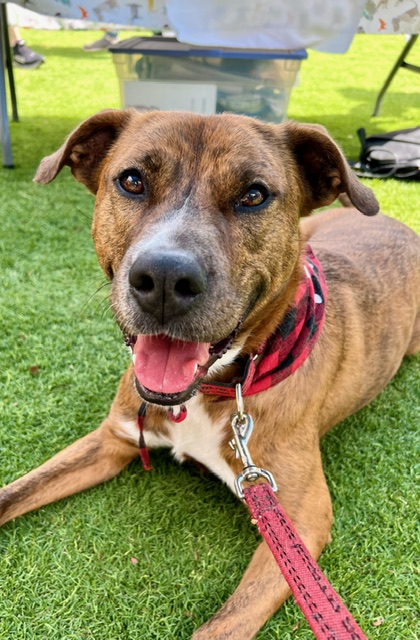 Roxy, a Adoptable mixed breed in Raleigh , NC image 1/17