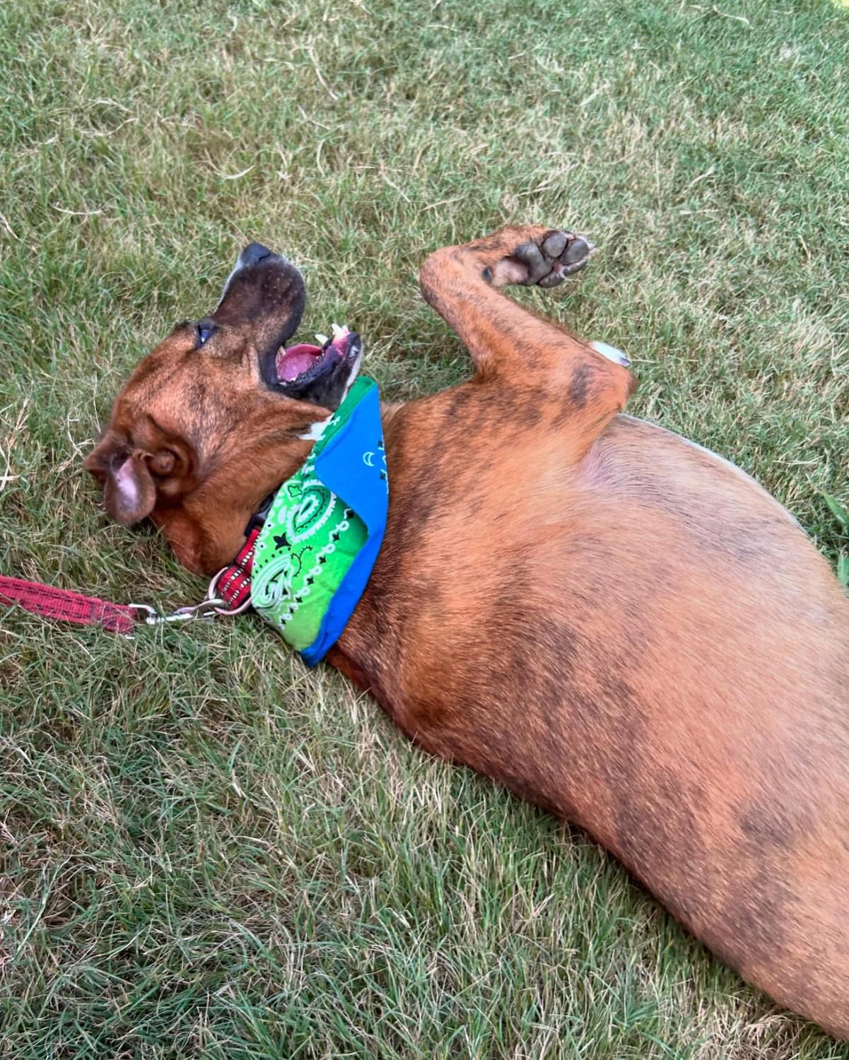 Enlarge Roxy, a Adoptable mixed breed in Raleigh , NC image 16/17