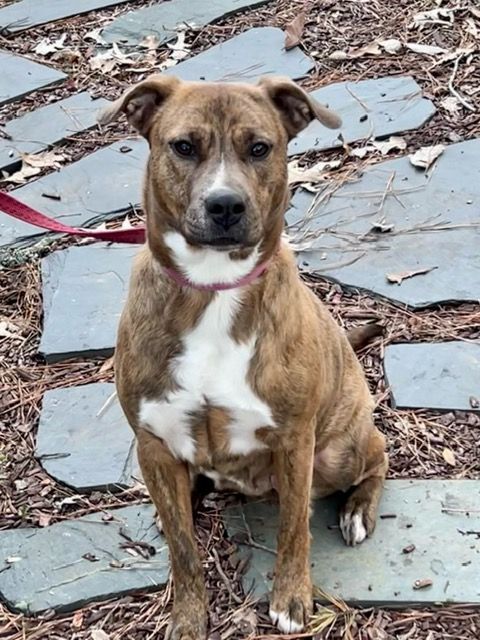 Enlarge Roxy, a Adoptable mixed breed in Raleigh , NC image 17/17
