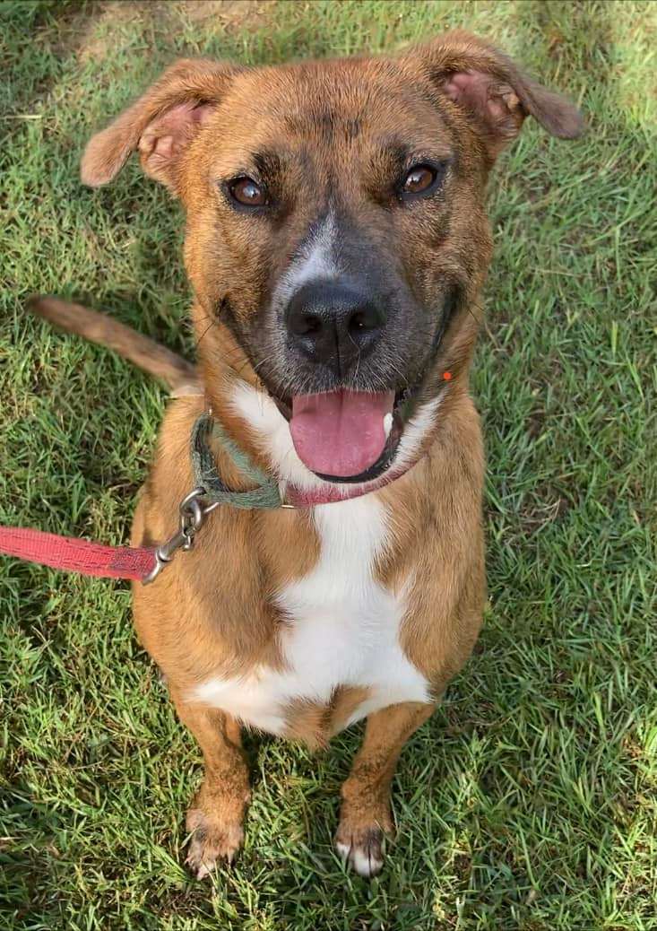 Enlarge Roxy, a Adoptable mixed breed in Raleigh , NC image 13/17