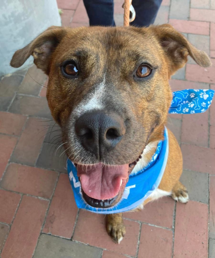 Enlarge Roxy, a Adoptable mixed breed in Raleigh , NC image 14/17