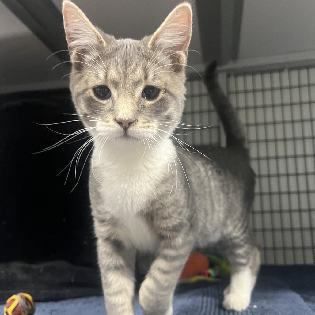 Dr. Dre, Adoptable, Kitten Male Domestic Short Hair.