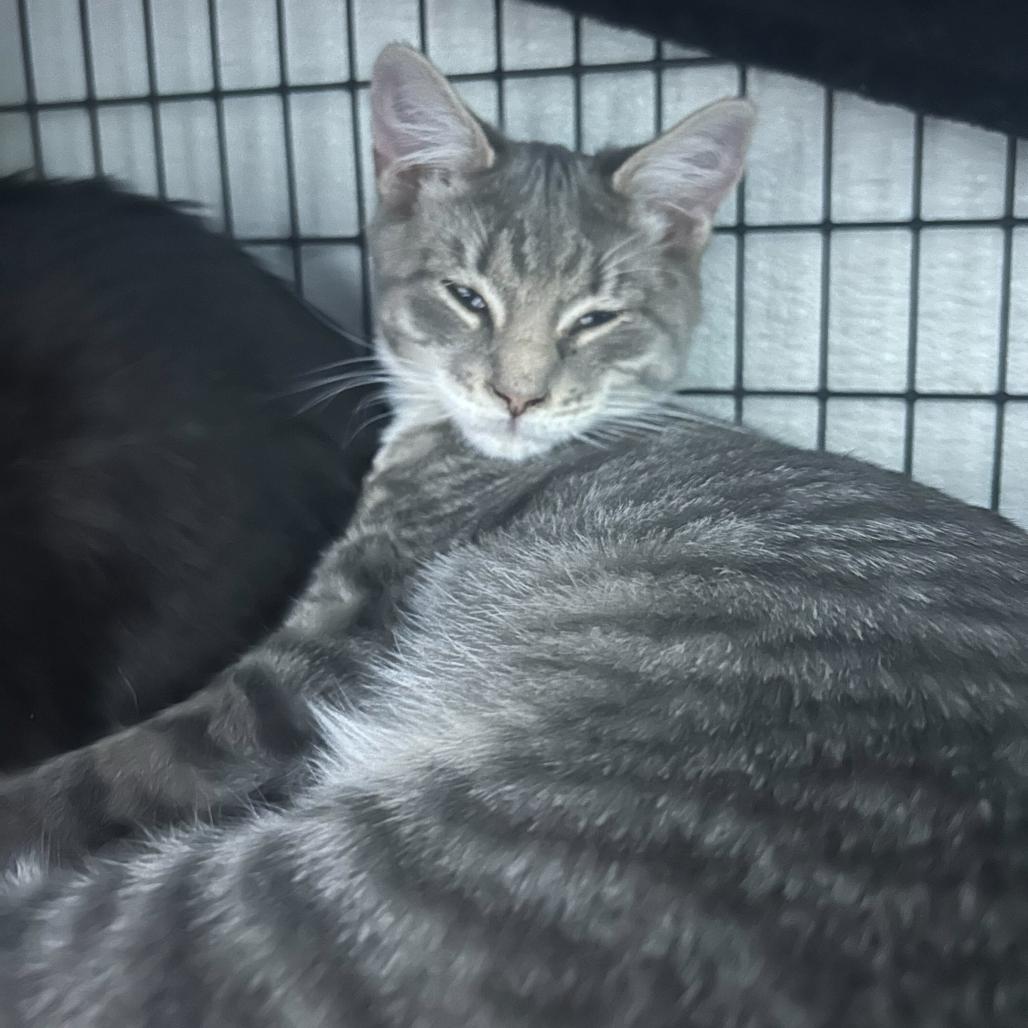 Dr. Dre, a Adoptable Domestic Short Hair in Waynesville, NC image 3/5