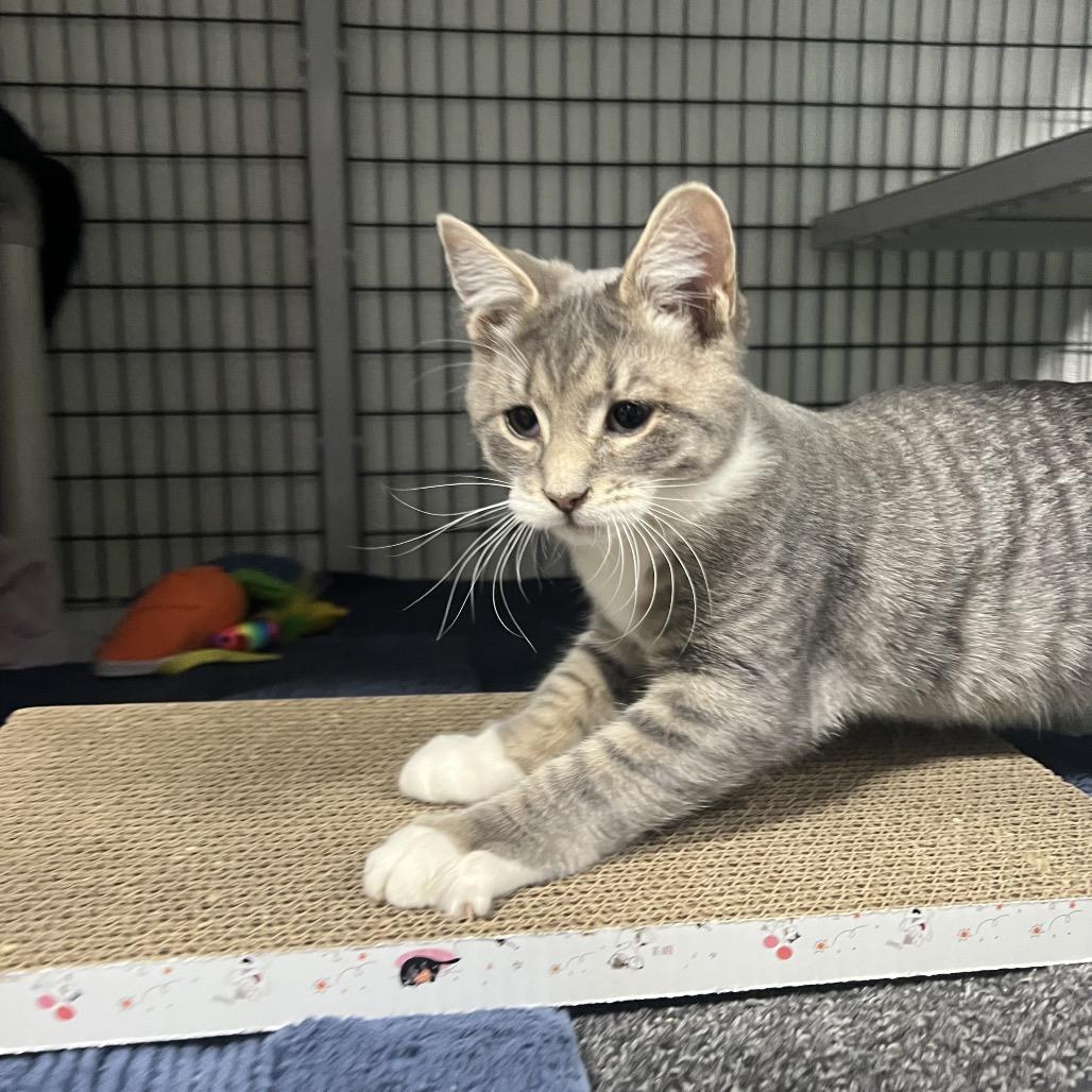 Dr. Dre, a Adoptable Domestic Short Hair in Waynesville, NC image 4/5