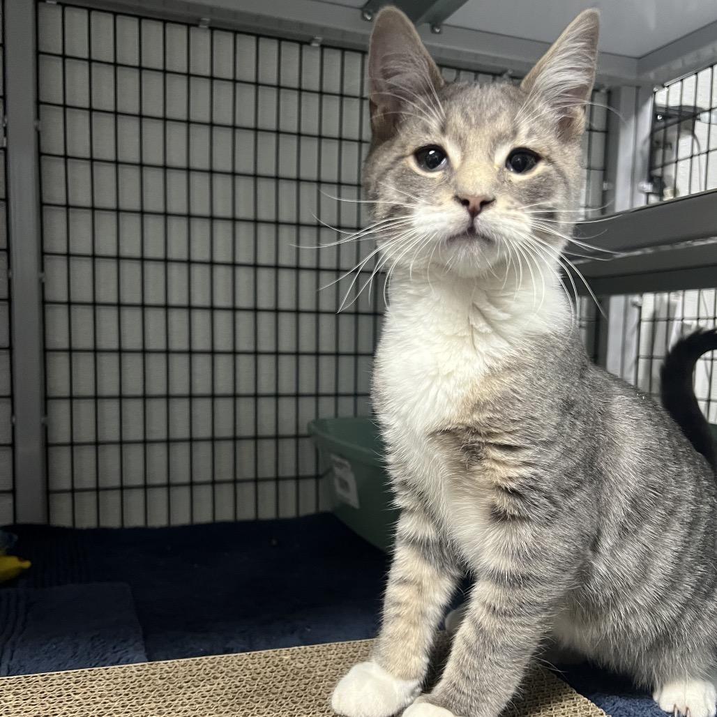 Dr. Dre, a Adoptable Domestic Short Hair in Waynesville, NC image 5/5