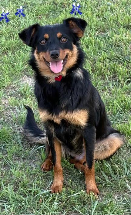 Fern in TX, Adoptable, Puppy Female Spaniel & Chihuahua.