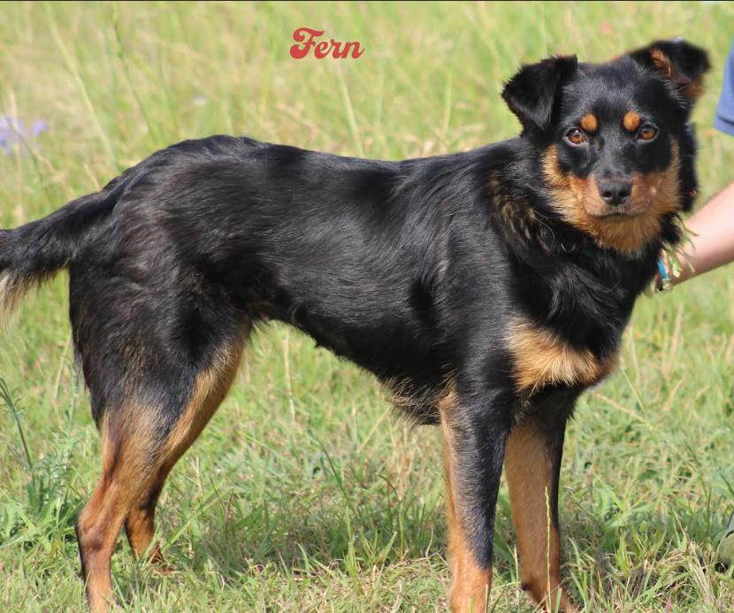 Fern in TX, a Adoptable mixed breed in Cranston, RI image 2/2