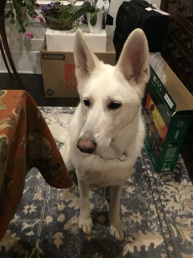 Luna (WGSD), a Adopted German Shepherd Dog in Cody, WY image 2/3