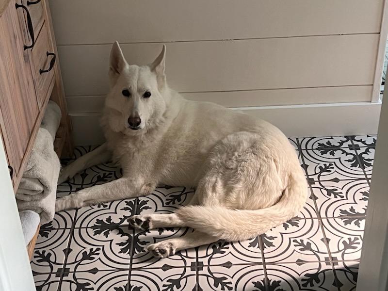 Dog for adoption Luna (WGSD), a German Shepherd Dog in Cody, WY