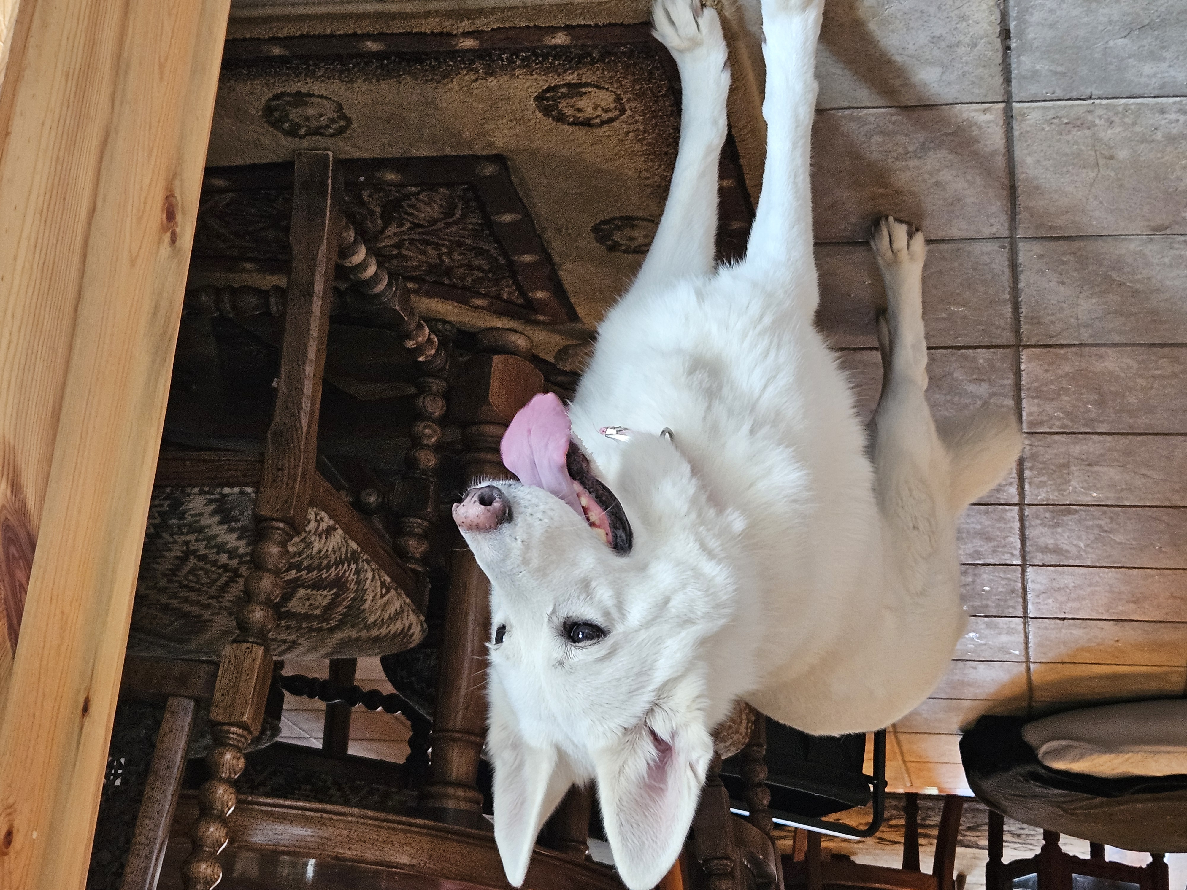 Luna (WGSD), Adopted, Adult Female German Shepherd Dog.