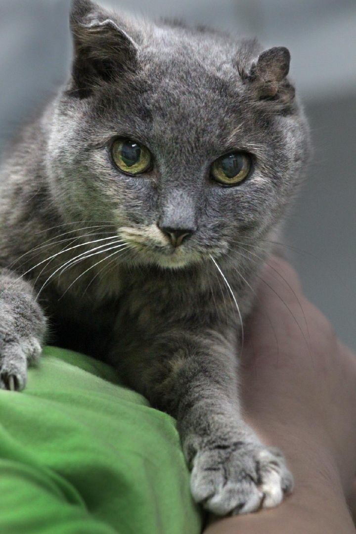 Enlarge Sabrina, a Adoptable mixed breed in Barnwell, SC image 1/1