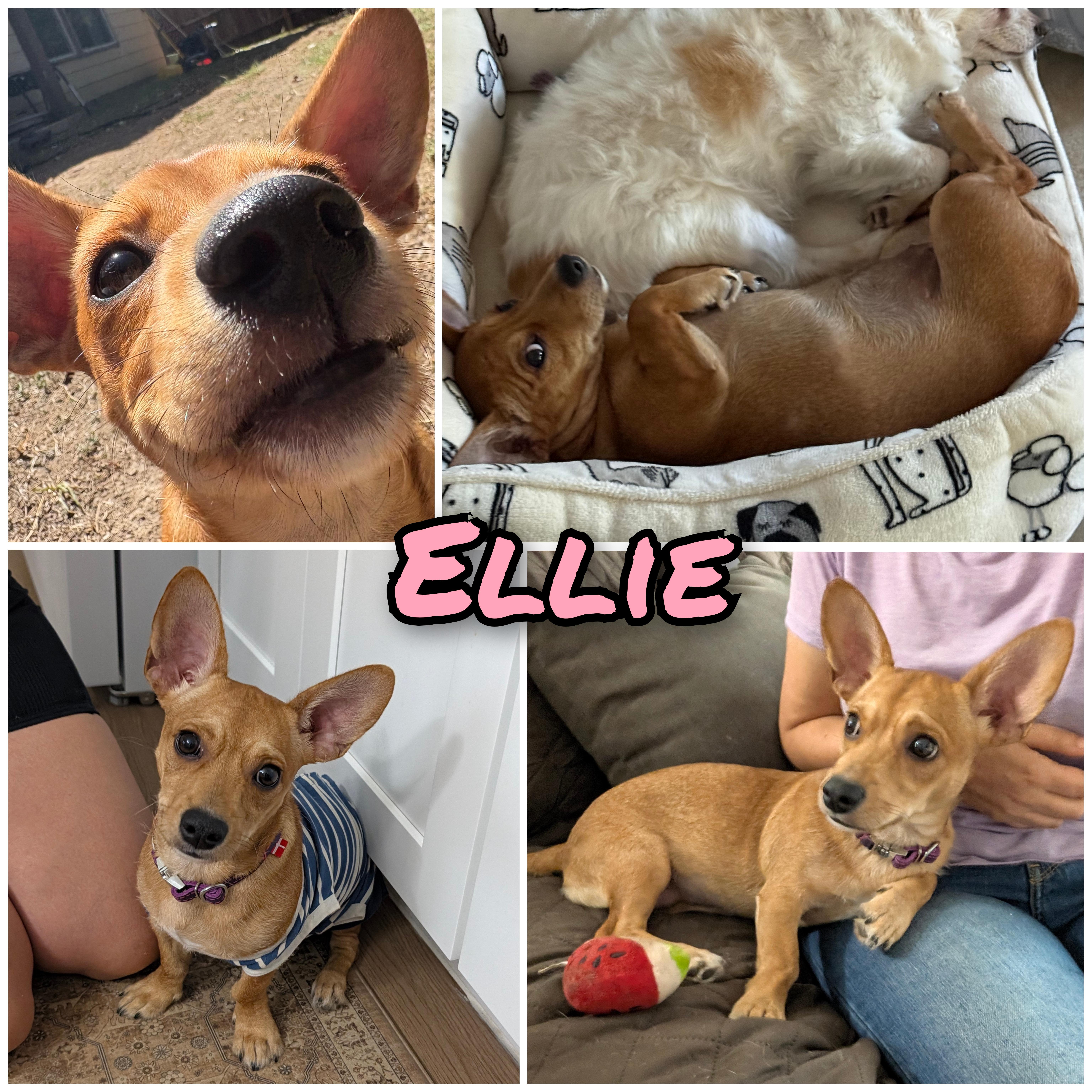Enlarge Ellie, a Adopted mixed breed in Austin , TX image 2/6