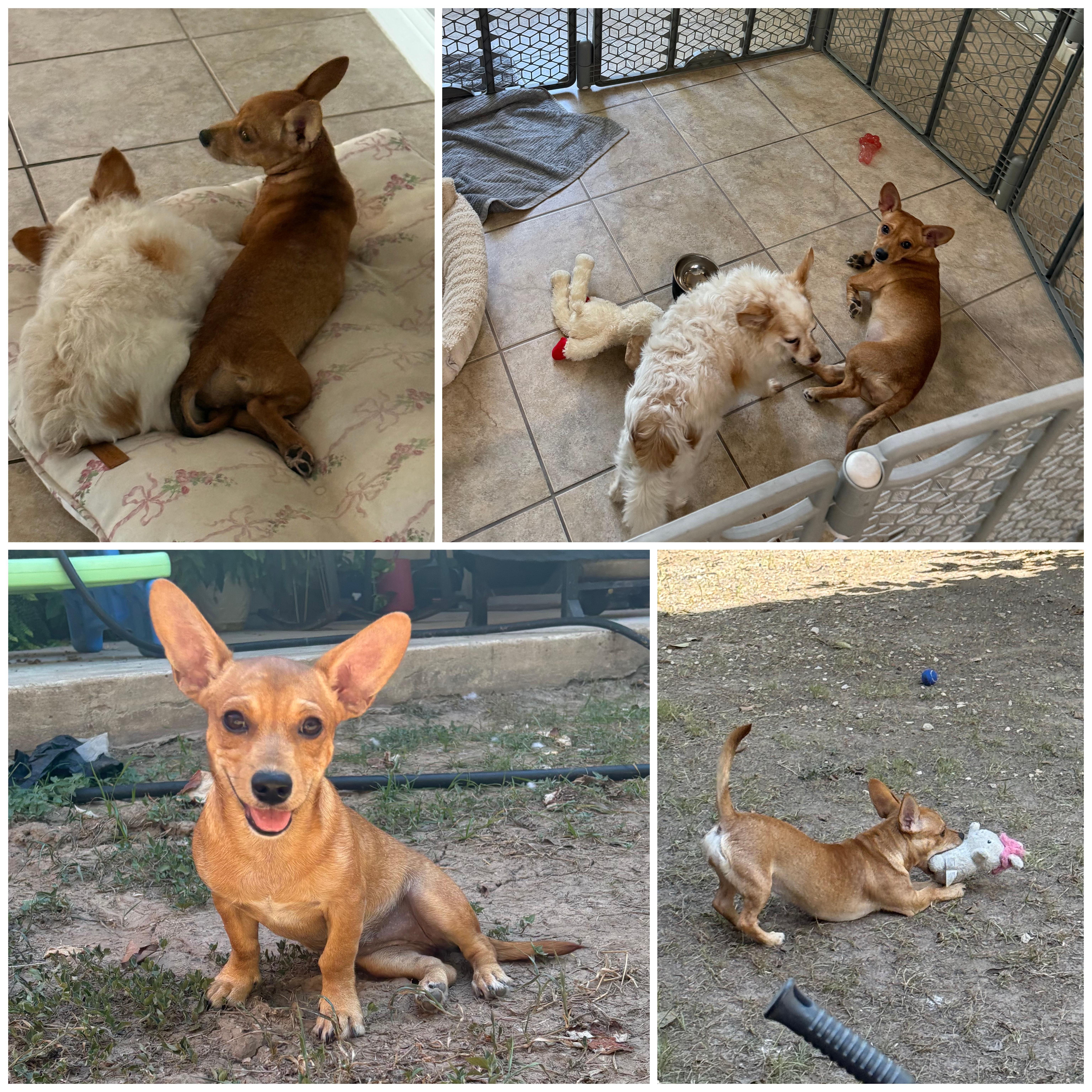 Enlarge Ellie, a Adopted mixed breed in Austin , TX image 4/6