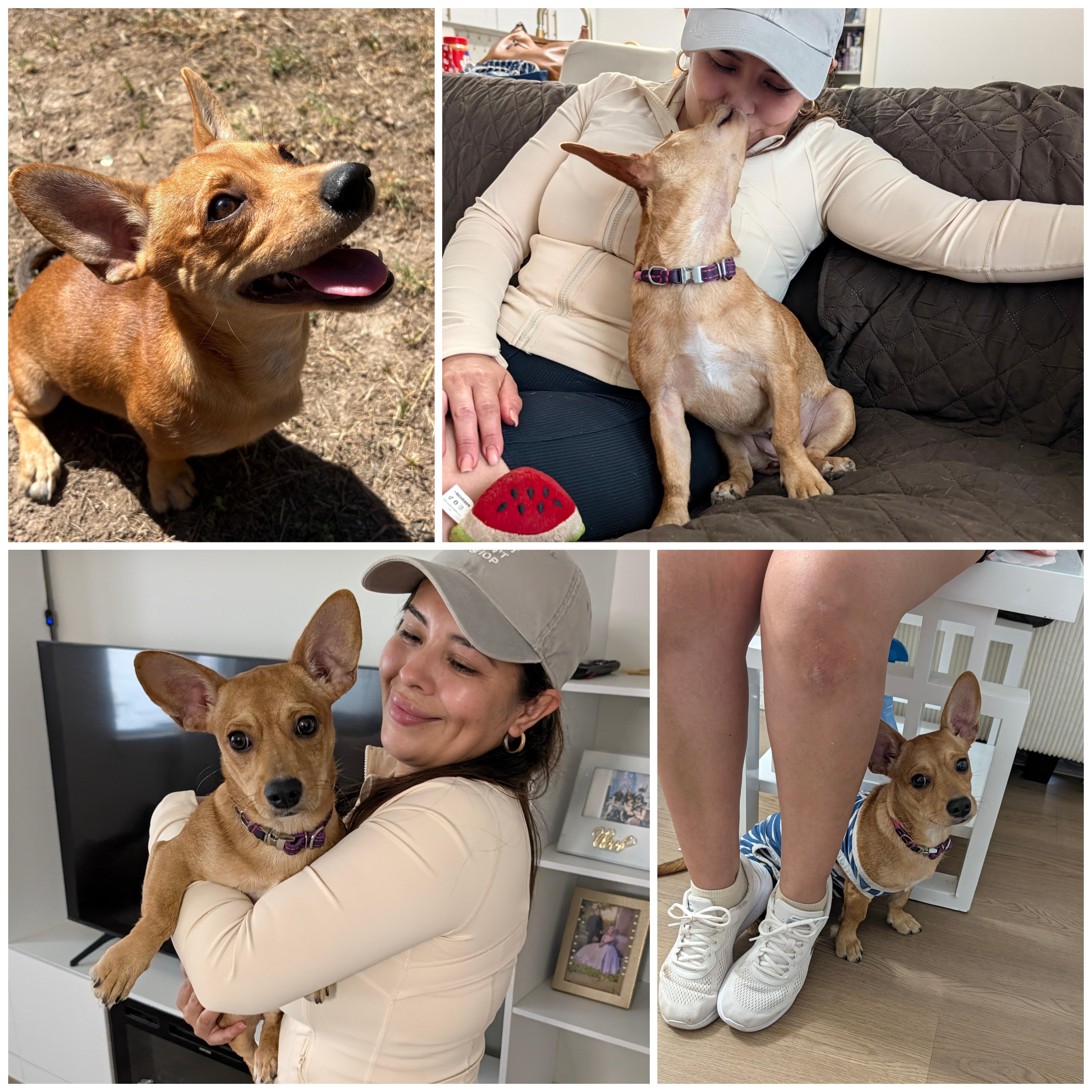 Enlarge Ellie, a Adopted mixed breed in Austin , TX image 3/6