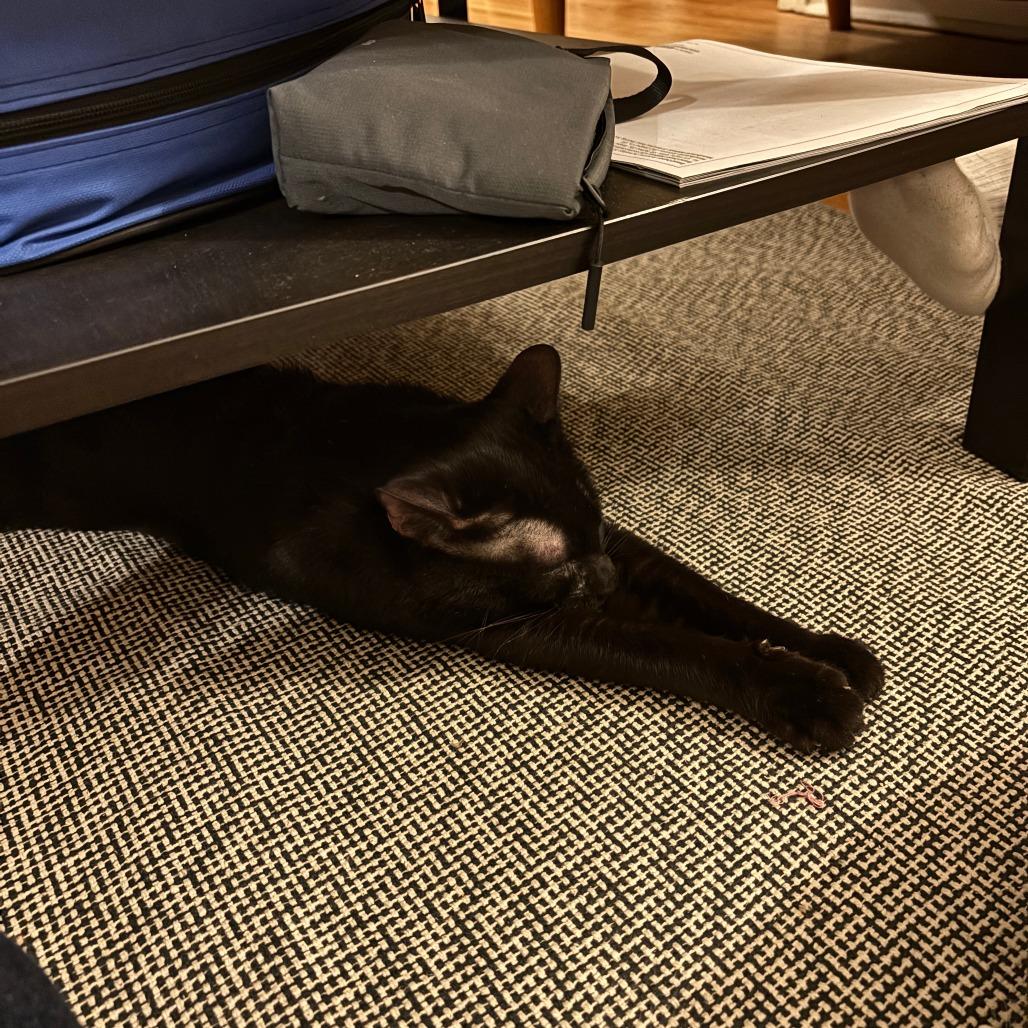 Rocking Chair, Adoptable, Adult Male Domestic Short Hair.