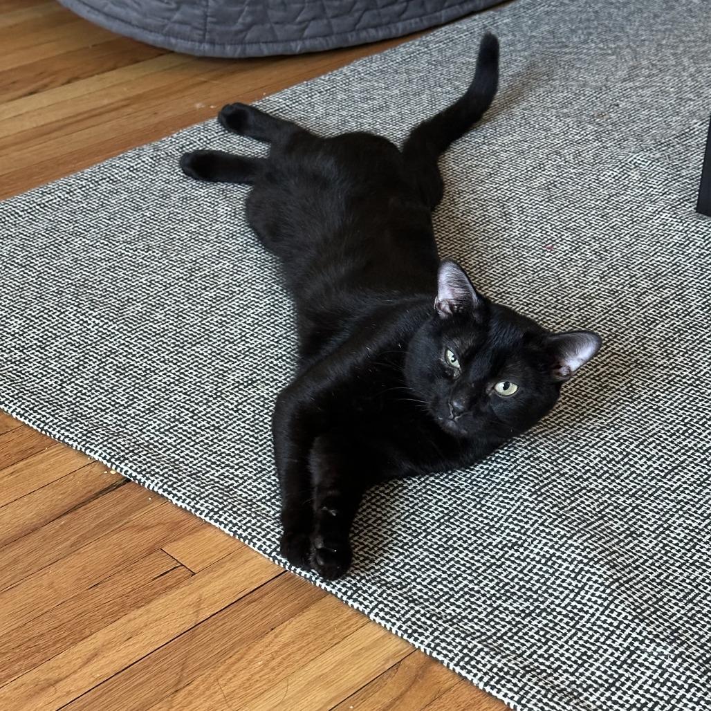 Enlarge Rocking Chair, a Adoptable Domestic Short Hair in St. Paul, MN image 2/6