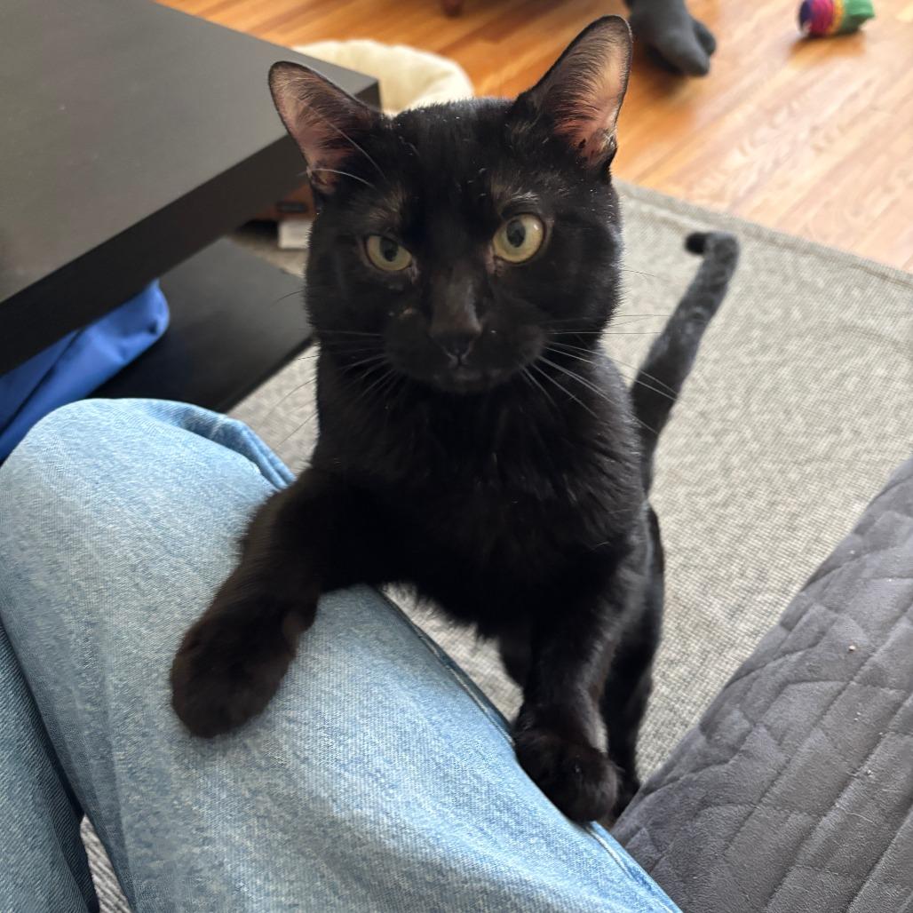 Enlarge Rocking Chair, a Adoptable Domestic Short Hair in St. Paul, MN image 3/6