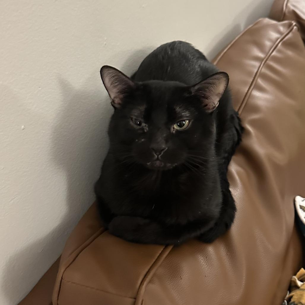 Enlarge Rocking Chair, a Adoptable Domestic Short Hair in St. Paul, MN image 4/6